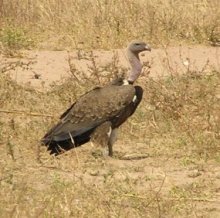 Rpells Griffon VUlture