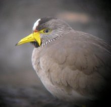Wattled Plover