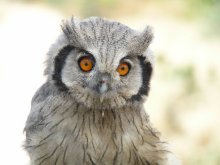 White Faced Scops Owl