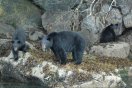 Black Bear
