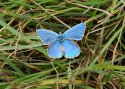 Adonis Blue