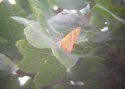 Brown Hairstreak