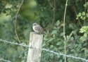 Spotted Flycatcher