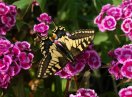 Swallowtail