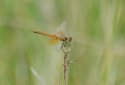 Yellow Winged Darter
