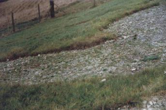 Plant Growth on the Pewsey Horse