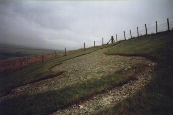 Plant Growth on the Pewsey Horse