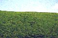 Cerne Abbas Giant from the Air