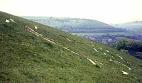 Cerne Abbas Giant closeup