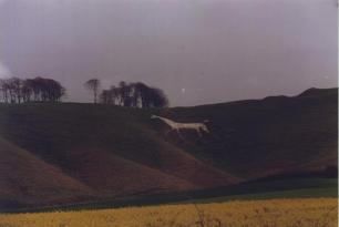 Approaching the Horse
