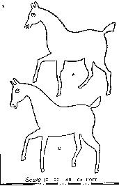 The Horse has Changed over the Years