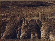 Atacama Geoglyphs