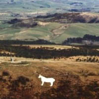 Waimate Horse