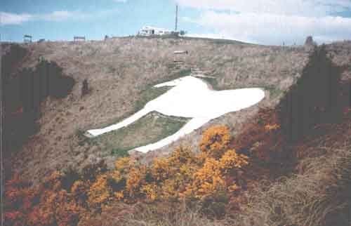Waimate Horse