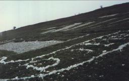 Closeup Photos