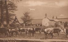 Alton Barnes White Horse