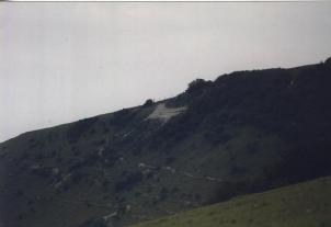 The Horse from Local Roads