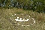 Swan