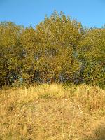 The area cleared