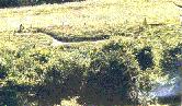 The Horse from a Distance