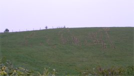 Rabbits in 2007