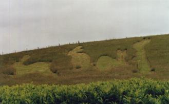Rabbits