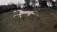 Broad Town White Horse