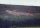 Mormond Stag
