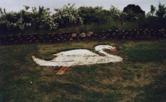 Swan