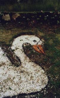 Swan