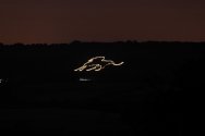 Lion Illuminated