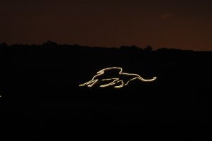 Lion Illuminated