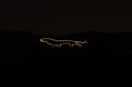 Lion Illuminated