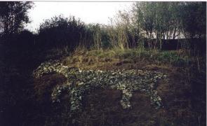 The Horse in its Cleared Site